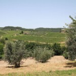 Olive groves and vineyards seen from Casa Forese Olive groves and vineyards seen from Casa Forese